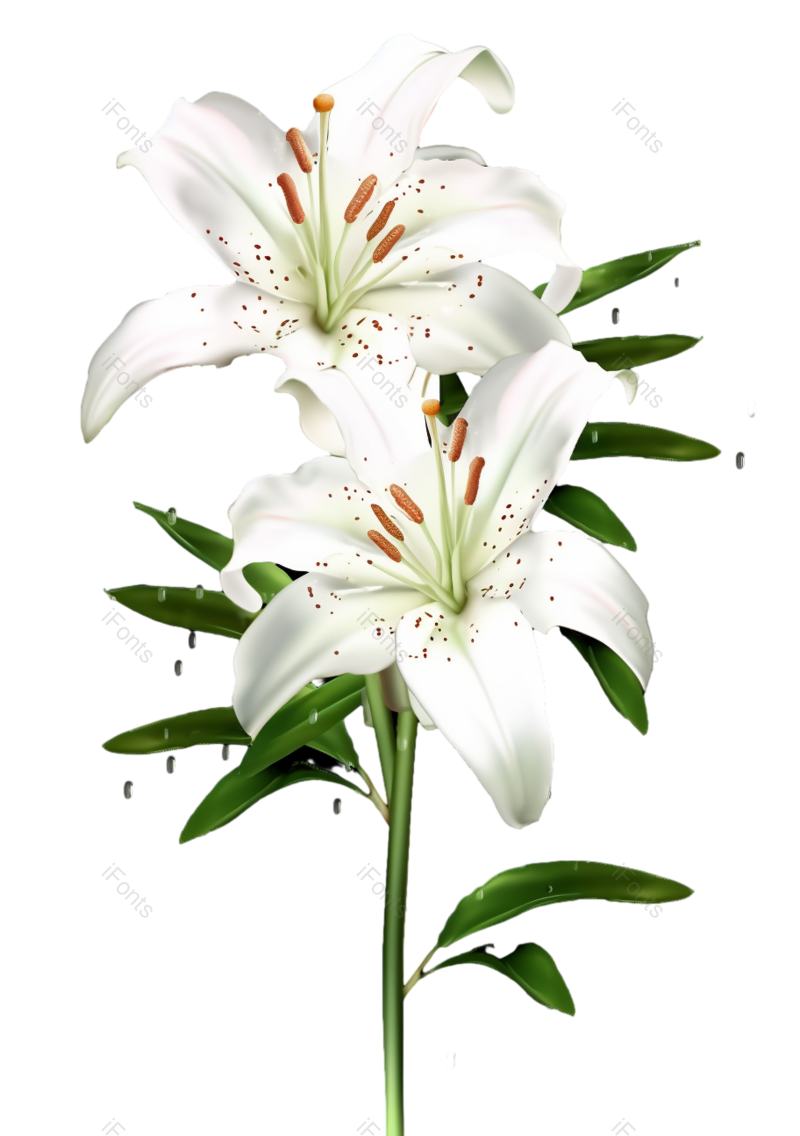 叶子图片,清新元素,户外PNG,百合花免抠素材